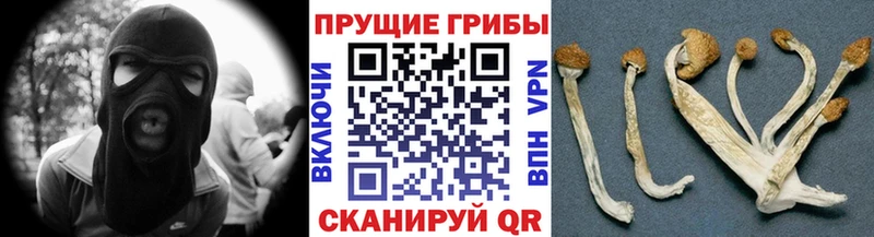 Галлюциногенные грибы Psilocybine cubensis  Минусинск 